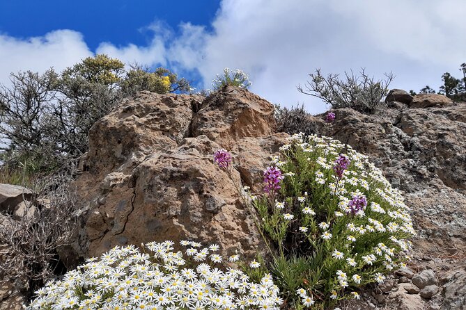 Full Day Hiking Gran Canaria Peaks of Gran Canaria - Common Questions