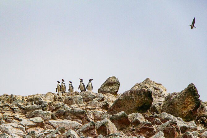 Full Day in Paracas, Ica and Huacachina With Yacht Tour - The Sum Up