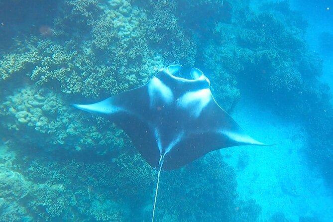 Full-Day Lagoon Safari Tour With Lunch in Bora Bora - Shared Tour - What to Bring