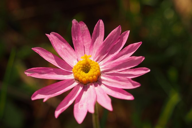 Full-Day Perth Flower Photography Excursion - Copyright and Terms & Conditions