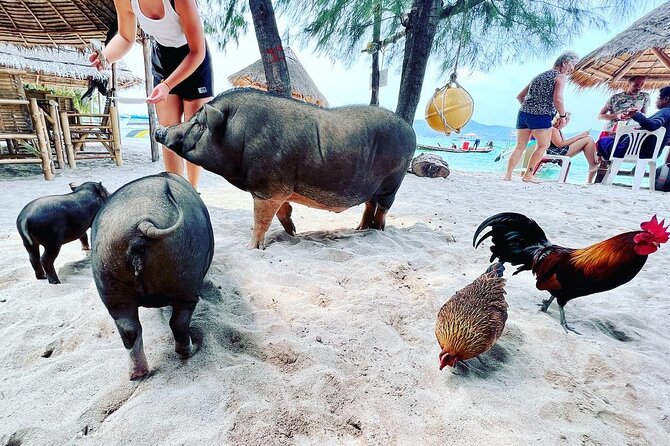 Full-Day Pig Island Snorkeling Trip - Tips for a Memorable Pig Island Snorkeling Experience