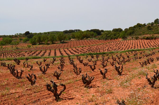 Full Day Private Requena Wineries Premium Tastings - Common Questions