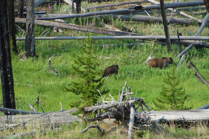 Full-Day Private Safari of Yellowstone - Tips for a Memorable Safari