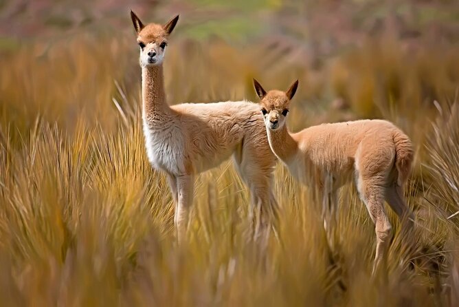 Full Day Tour to Colca From Arequipa - Additional Information