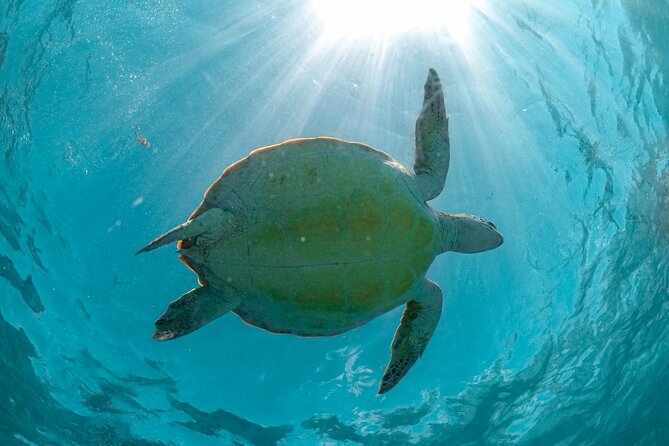 Full Day Tulum Ruins Tour Cenote and Swimming With Turtles - The Sum Up
