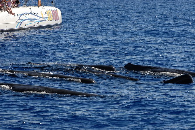 Funchal Dolphin and Whale Watching Catamaran Trip - Meeting and Pickup Information