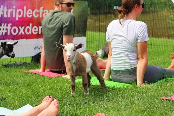 Goat Yoga and Wine Tasting - Tips and Recommendations
