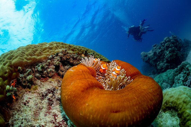 Gold Class VIP Great Barrier Reef Cruise From Cairns by Luxury Superyacht - Common Questions