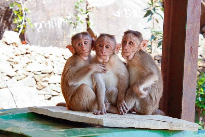 Granby Zoo One-Day Bus Tour  - Montreal - Common Questions