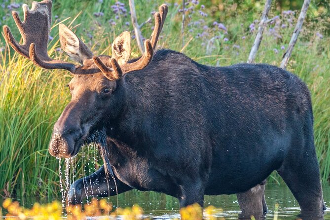 Grand Teton National Park Tour From Jackson Hole - Cancellation Policy and Private Tours