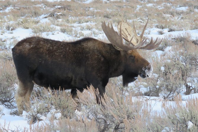 Grand Teton Park & Jackson Hole - PRIVATE Full-Day Wildlife Tour - Common Questions