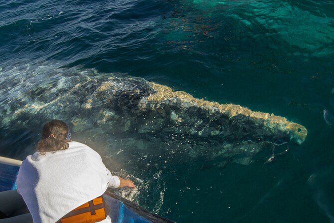 Gray Whale Watching Tour With Marine Biologist and Small Group - Common Questions