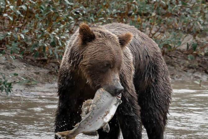 Great Bears of Bute: Grizzly Bear Viewing & Indigenous Cultural Tour - Common Questions