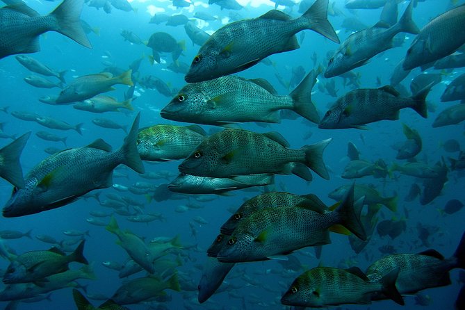 Guided by Divemaster, Cabo San Lucas Short Snorkeling Tour MANTA - Common Questions