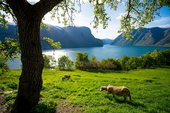 Guided Day Tour to Flåm - Grand Sognefjord Cruise & Flåm Railway - Cancellation Policy and Refunds