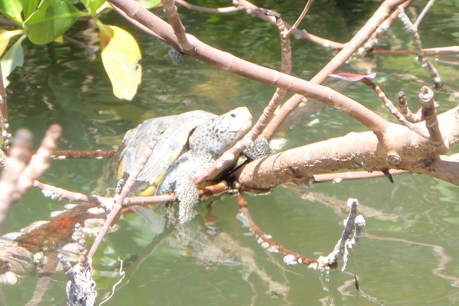 Guided Kayak Eco Tour - Bunche Beach - Common Questions