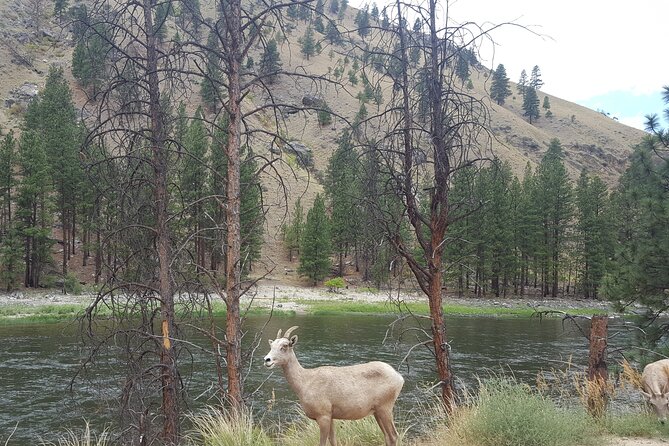 Guided Scenic Float Day Trip on the Salmon River - Common Questions