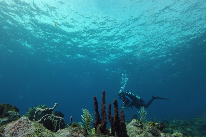 Guided Shore Diving Tour - Common Questions