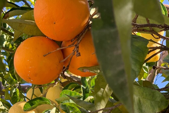 Guided Tour of a Historic Lemon Grove in Sorrento - Tips for Visiting