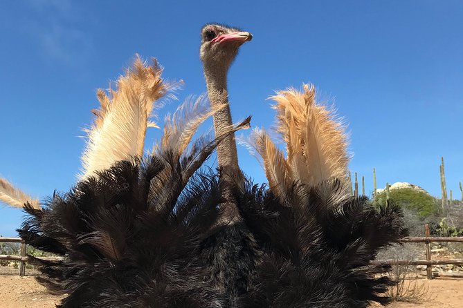 Guided Tour of Aruba Ostrich Farm With Lunch  - Oranjestad - Traveler Reviews and Ratings