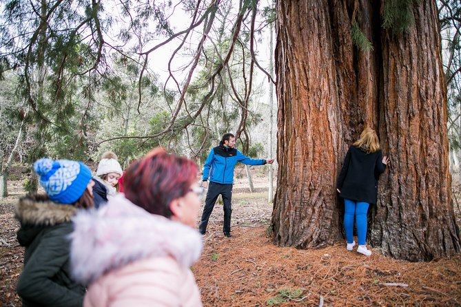 Guided Visit to the Redwoods of La Losa. - The Sum Up