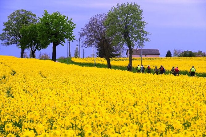 Guided Week Bike Tour in France, Burgundy Wine Region - Price and Availability