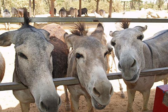 Half-Day Animal Sanctuary Tour in Aruba - Overview and Tour Details