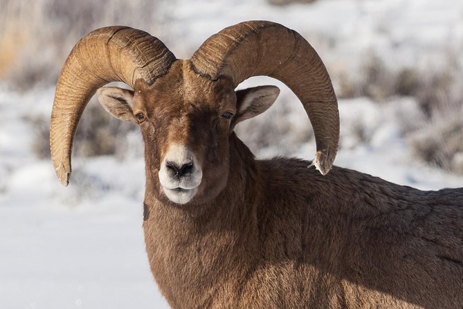Half-Day Grand Teton Wildlife Private Safari Tour - Common Questions