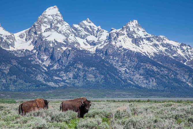 Half-Day Grand Teton Wildlife Safari Private Tour - The Sum Up