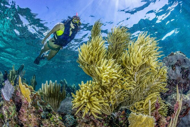 Half Day Guided Snorkeling Adventure Tour From Cancun - Weather and Minimum Travelers