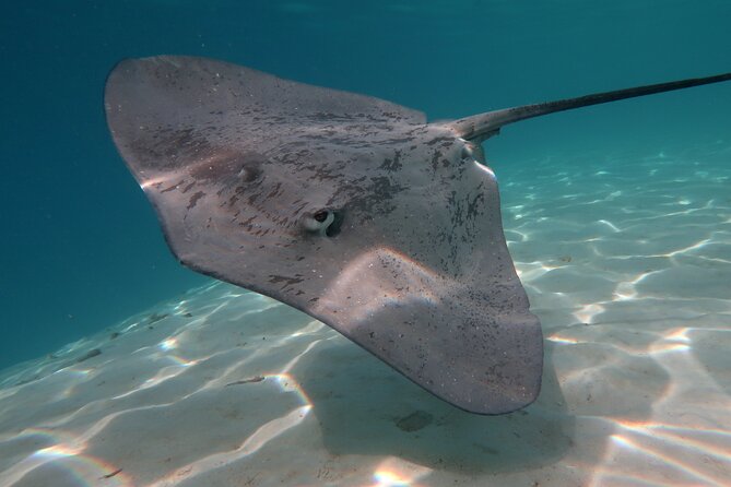 Half-Day Private Excursion: Marine Wildlife Observation and Whale Watching - Directions