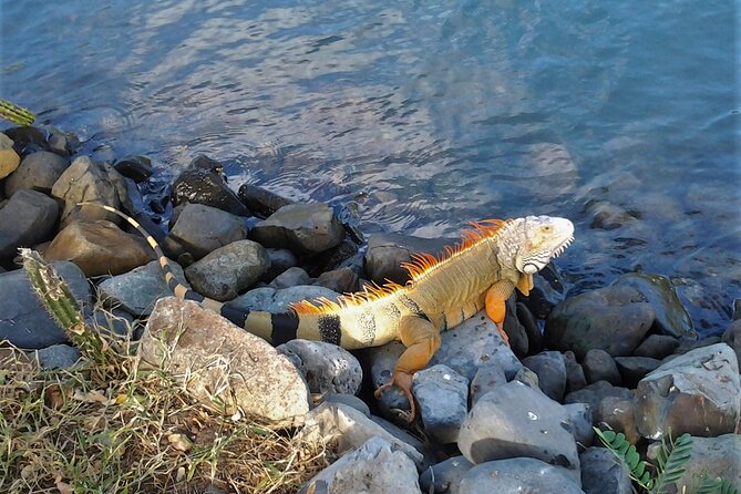 Half Day Private St. Maarten Tour  - St Maarten - Cancellation Policy