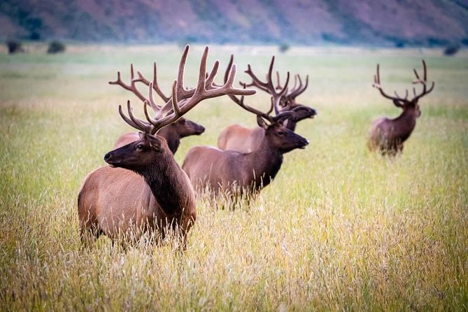 Half Day Private Sunset Wildlife Safari - Sunset Safari Experience