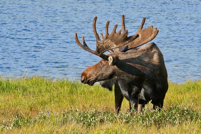 Half-Day Rocky Mountain National Park "Lake and Meadows Tour" - The Sum Up