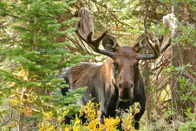 Half-Day Rocky Mountain National Park "Mountains to Sky Tour" - RMNPhotographer - Common Questions