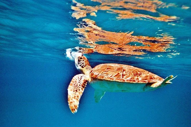Half Day Sail and Snorkel With the Turtles - Meeting Point and End Point