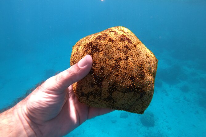 Half-Day Snorkeling Tour From Papeete - Availability and Reservation Process