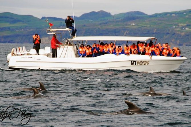 Half-Day Whale and Dolphin Watching Tour in Ponta Delgada - The Sum Up