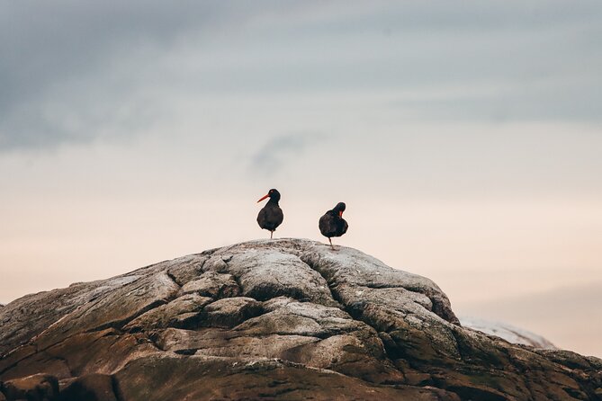 Half-Day Whale Watching Adventure From Victoria - Customer Reviews