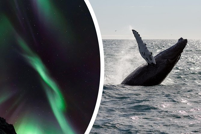 Half-Day Whale Watching and Northern Lights Combo Tour - Canceled Northern Lights Tour