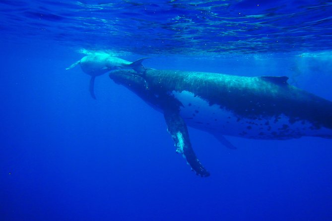 Half-Day Whale Watching and Swimming Tour, Moorea - Common Questions