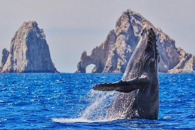 Hear the Whales! World Class Whale Watching! - The Sum Up