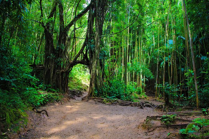 Hike Trail to Waterfall & Nature Walk - Product Details and Booking Information