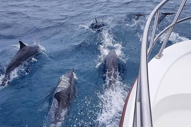Hilo Small-Group Dolphin Watch and Snorkel Tour  - Big Island of Hawaii - Directions