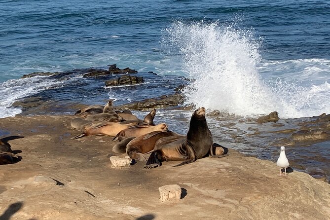 Historic La Jolla Walking Tour - Conclusion