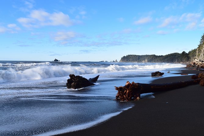 Hoh Rain Forest and Rialto Beach Guided Tour in Olympic National Park - Positive Reviews