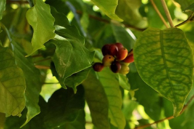 Holualoa Coffee and Chocolate Plantation 2-hour Guided Tour  - Big Island of Hawaii - The Sum Up