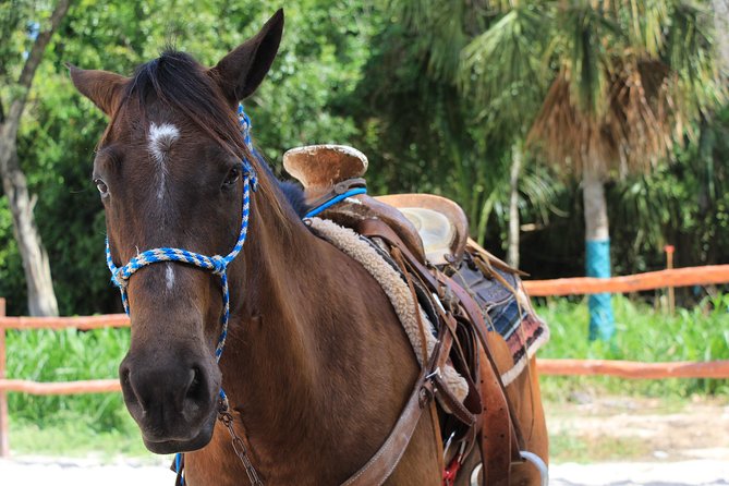 Horseback Riding and Cenote Swim From Cancun or Playa Del Carmen - Common Questions