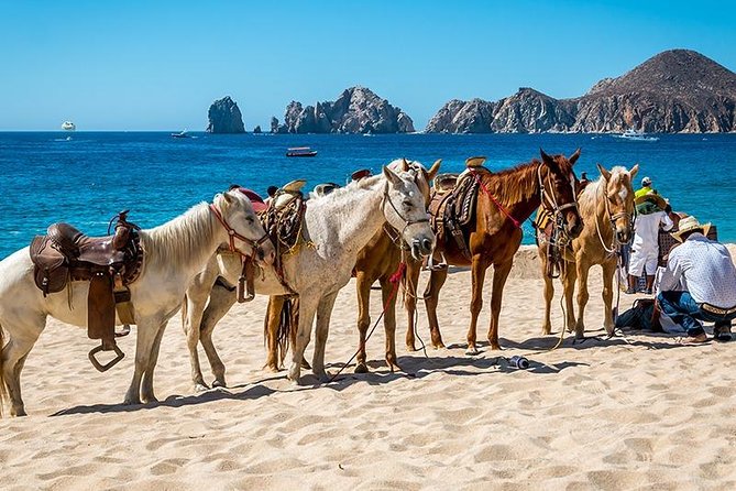Horseback Riding on The Beach and Through The Desert! - Common Questions
