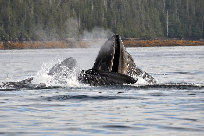 Hovercraft Eco Adventure and Wildlife Viewing - Admission